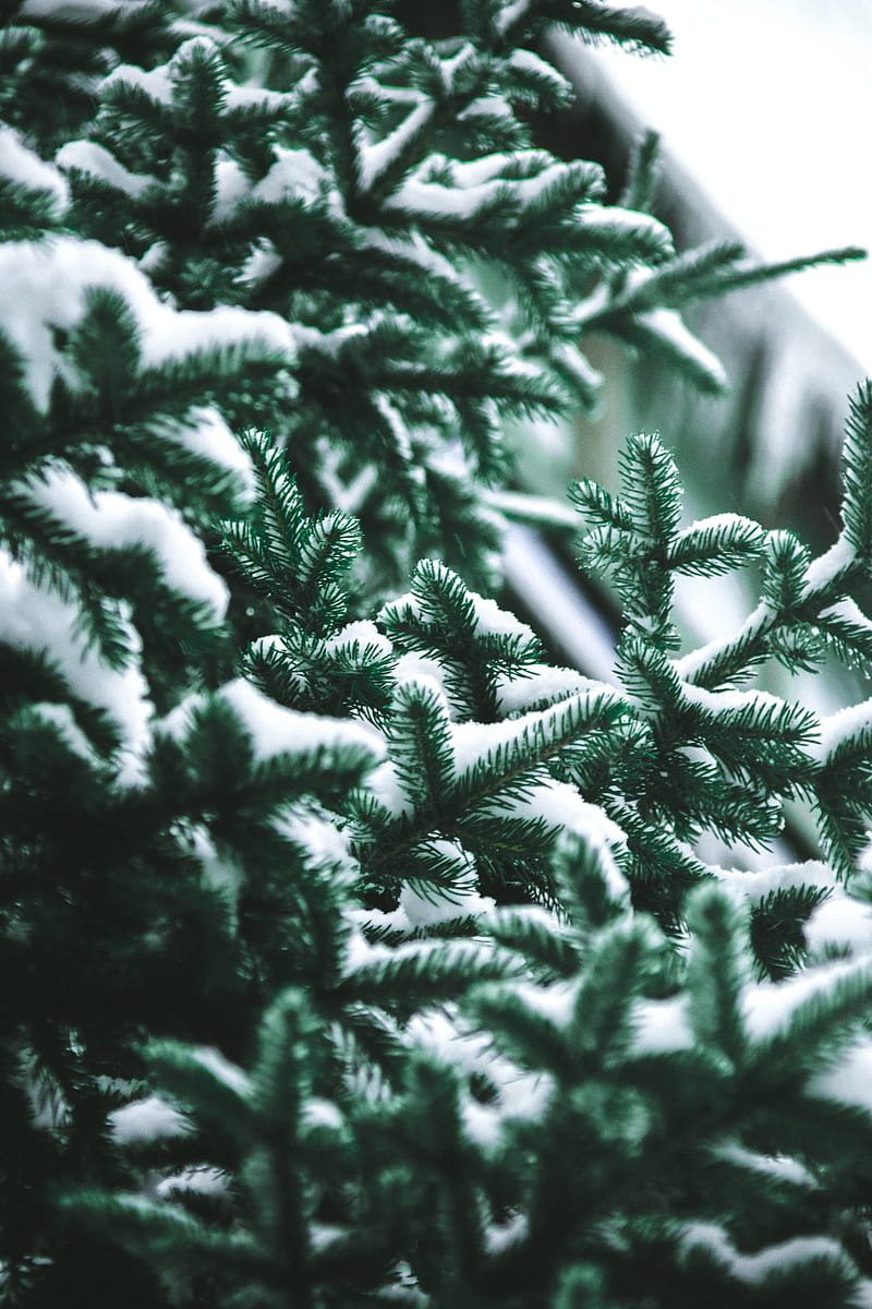 branch, needles, spruce, snow, blur, HD phone wallpaper