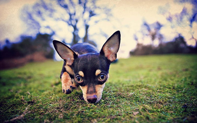Chihuahua, lawn, dogs, puppy, black chihuahua, bokeh, cute animals, pets, Chihuahua Dog, HD wallpaper