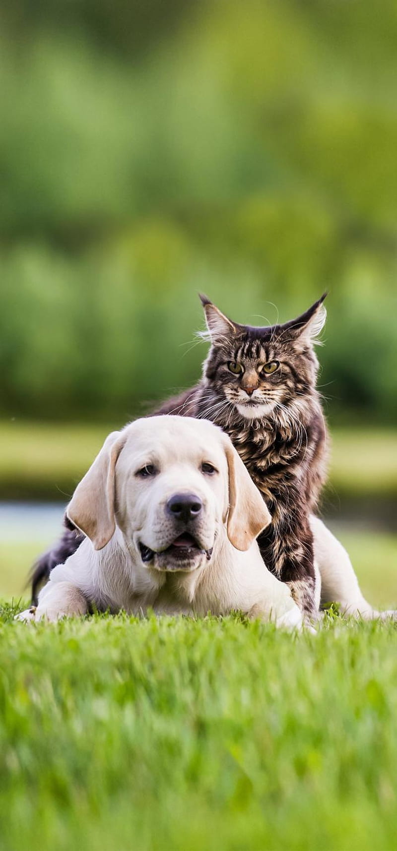 Dog and cat, companion dog, HD phone wallpaper | Peakpx