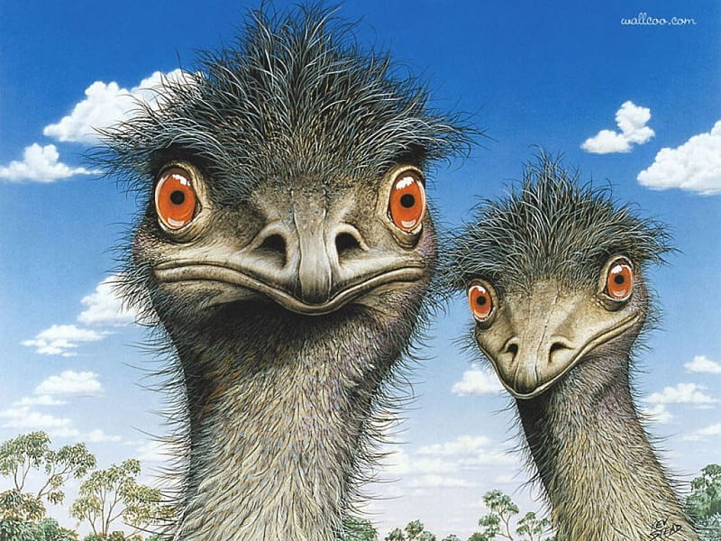 LOOK INTO MY EYES, LARGE, EMU, EYES, BIRDS, HD wallpaper