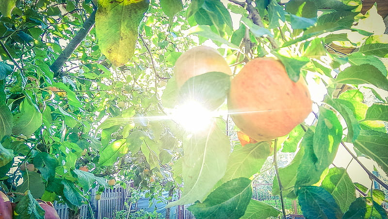 Apples, mere, nature, pom, soare, summer, vara, HD wallpaper