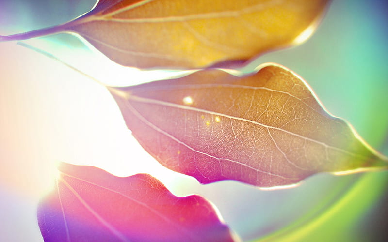 Colorful leaves under the sun-abstract design background glare, HD wallpaper