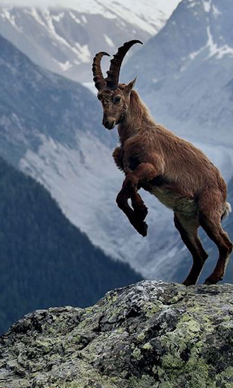 Goat, mountain, HD phone wallpaper | Peakpx