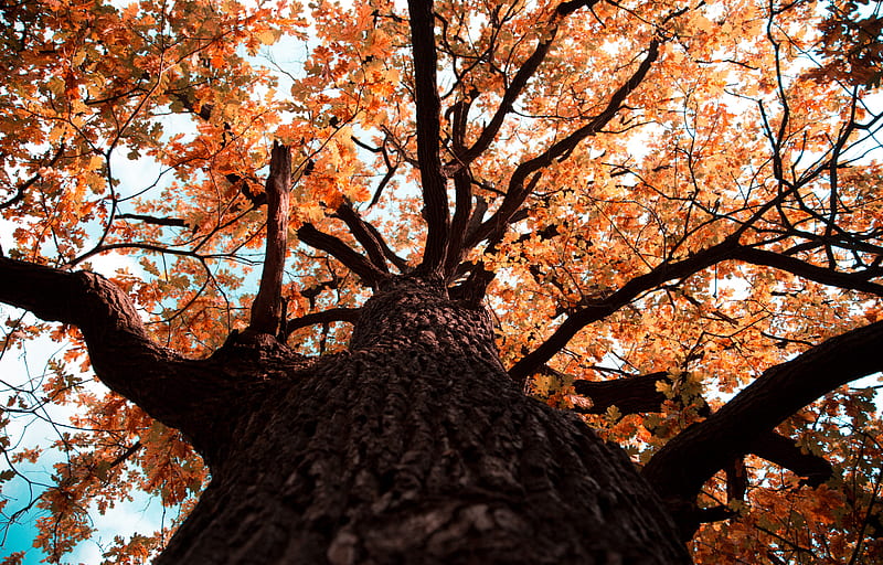 oak, tree, branches, leaves, yellow, autumn, HD wallpaper