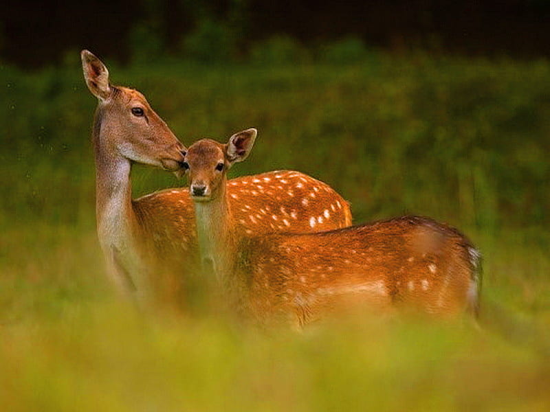 Beauty in the grass, spotted, fawn, doe, brown, grass, white, deer, HD wallpaper