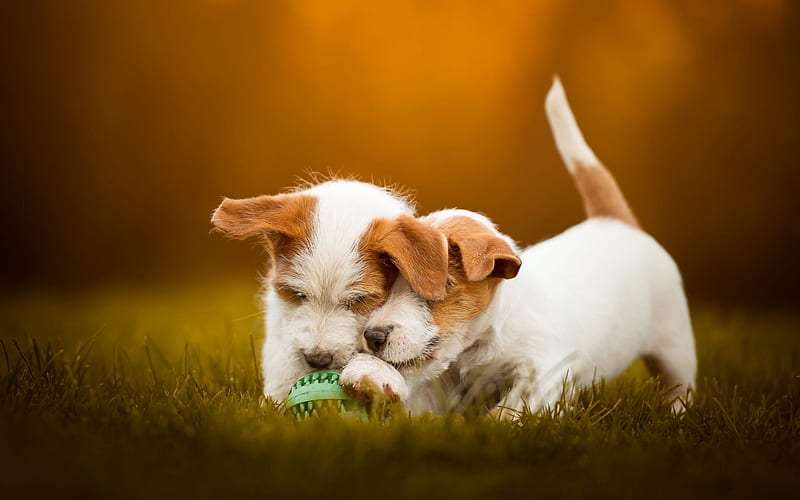 Jack Russell Terrier, small white dogs, puppies, twins, cute animals, small dogs, HD wallpaper