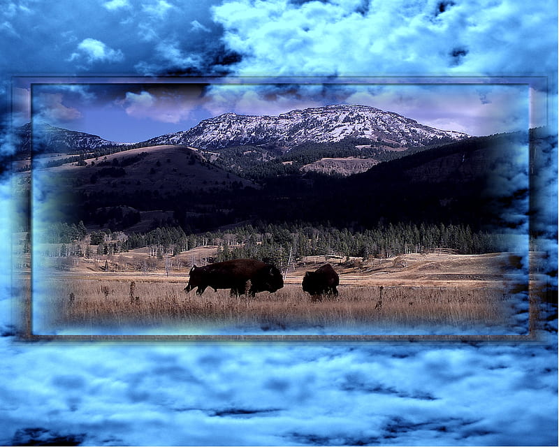 Bison, mountains, buffalo, nature, animals, HD wallpaper