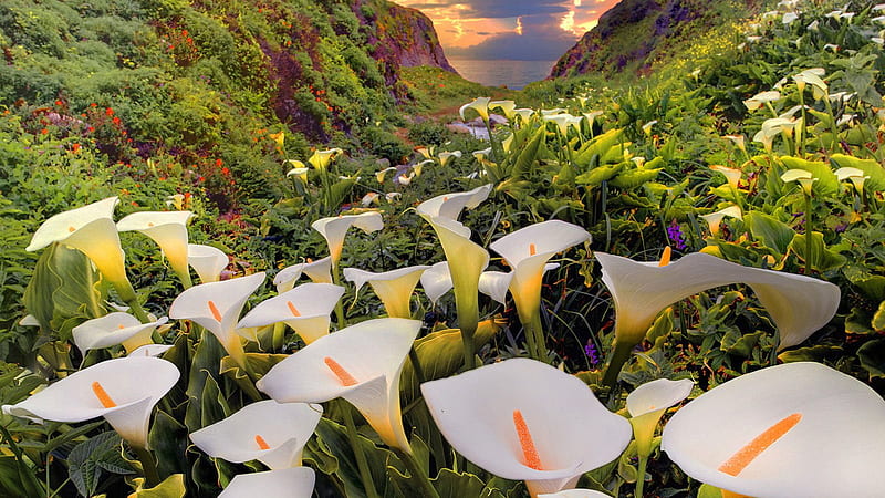 White Calla Lily Flowers In Mountain Background Spring, HD wallpaper
