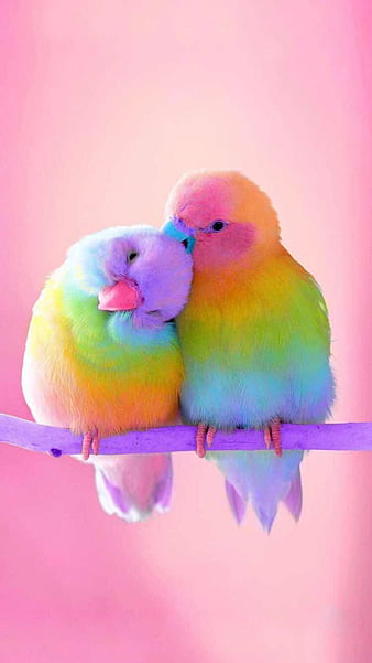 Cute Birds - Love, HD phone wallpaper