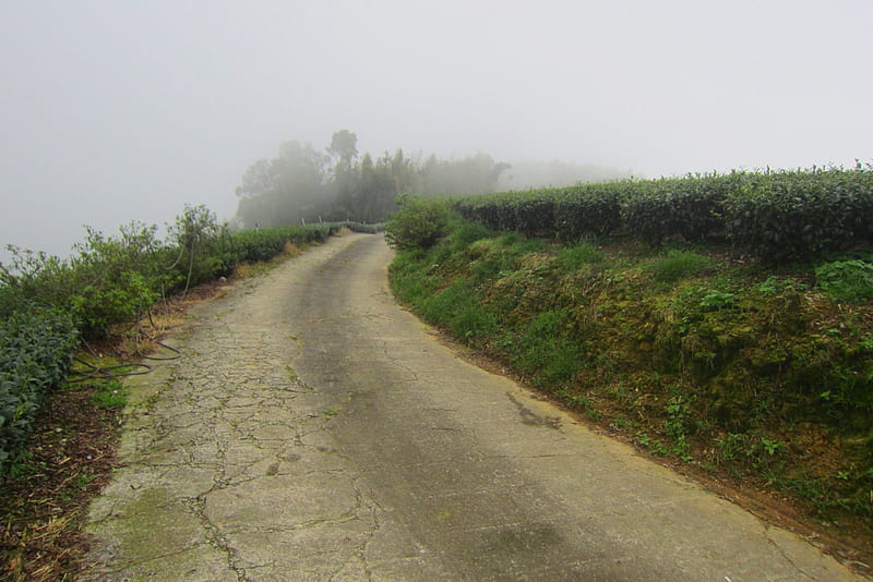Misty road, mountain, misty, tea plantations, road, HD wallpaper