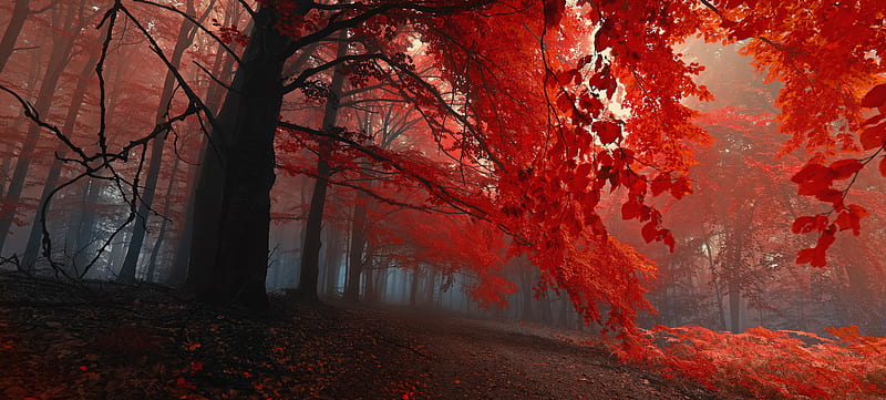 red, forest, stunning, autumn, haunted, trees, leaves, spooky, dark, bright, rich, color, HD wallpaper
