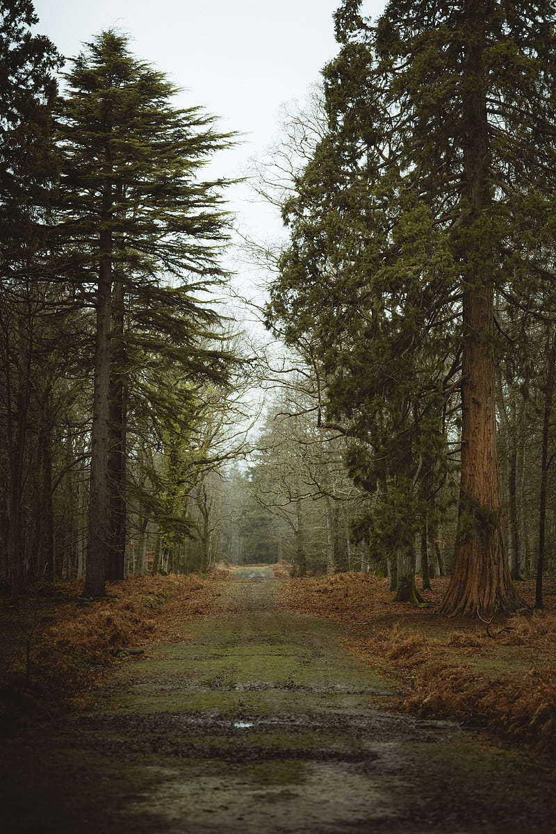 road, dirt, trees, forest, nature, HD phone wallpaper
