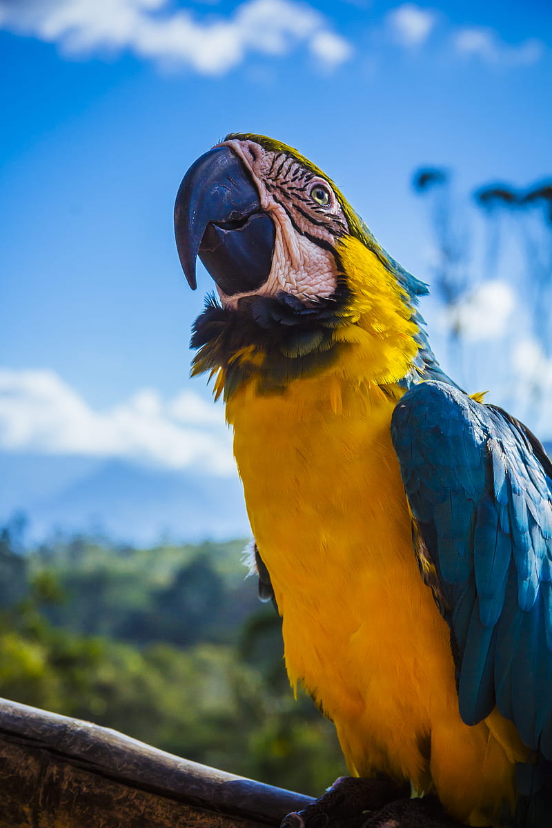 yellow and blue parrot perched on wood, HD phone wallpaper