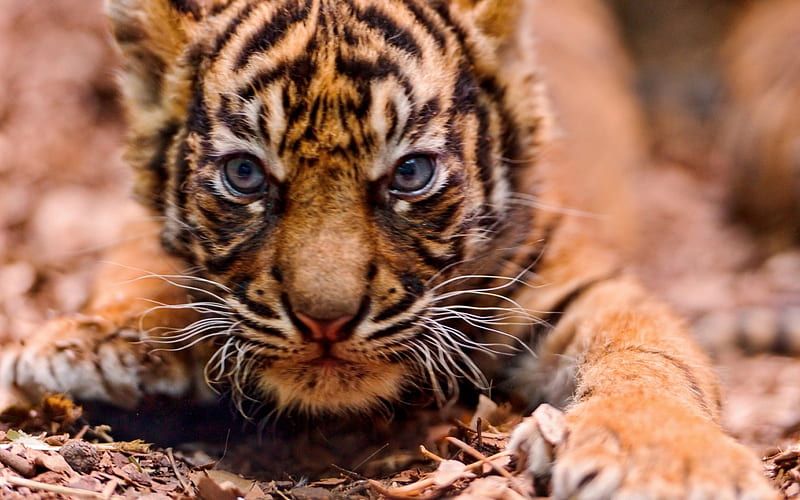 Its time to kill..!, cute killer, tiger, cat, animal, HD wallpaper