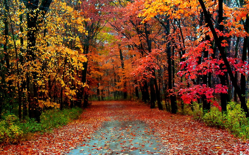 Welcome In Autumn, Road, Yellow, Red, Forest, Orange, Welcome, Leaves ...