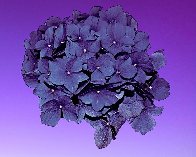 Hortensia, flor, gizzzi, púrpura, Fondo de pantalla HD | Peakpx