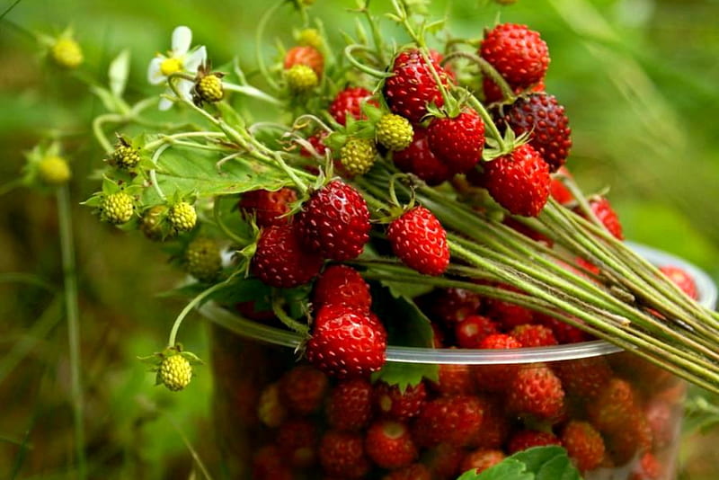 Where's The Cream?, fruit, fresh picked, strawberries, field, bowl, HD wallpaper