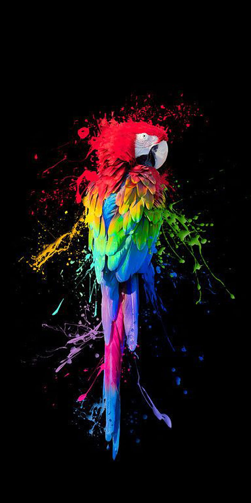 Parrot, love, animaux, bird, colors, couple, parrots, perroquet, real, splash, HD phone wallpaper