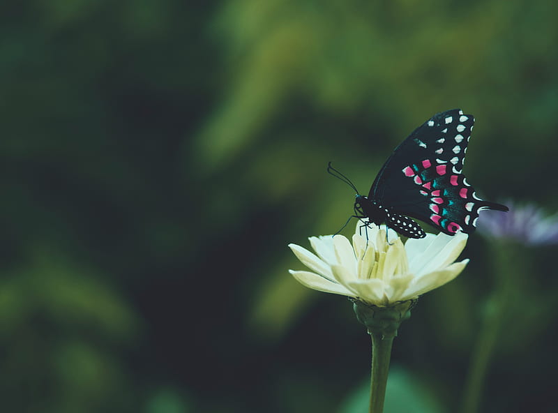 butterfly, wings, pattern, flower, macro, focus, HD wallpaper