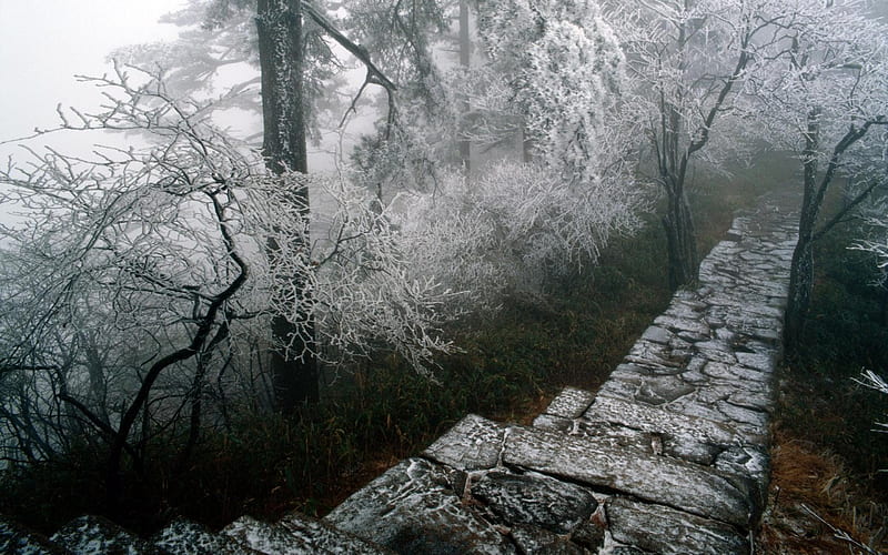 stone path trough a frosted frest, forest, stones, path, frost, mist, HD wallpaper