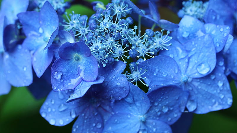 Acercamiento de flores de hortensias azules con gotas de agua flores, Fondo  de pantalla HD | Peakpx