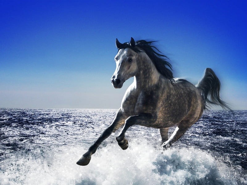 Horse in water, nature, horse, run, animal, HD wallpaper