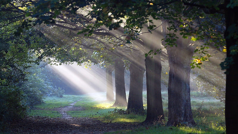 Sunlight Passing Through Green Leaves And Trees With Man Made Road Nature, HD wallpaper