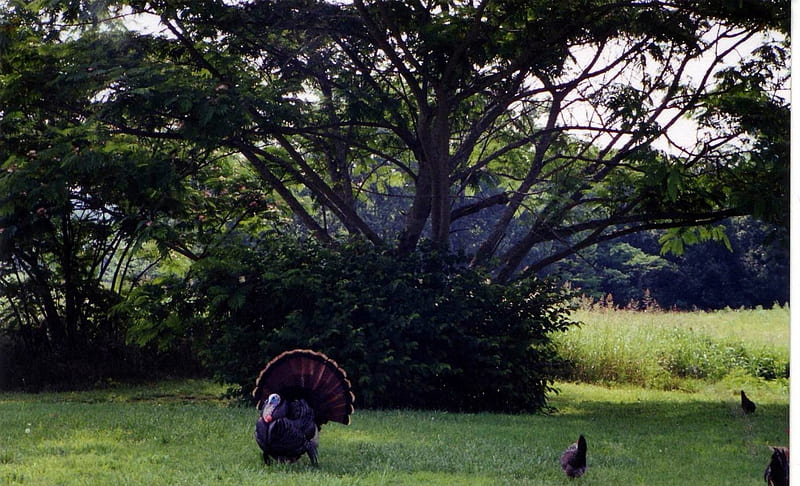 Wild Turkey, Farm, Country, Wild Animals, Birds, HD wallpaper