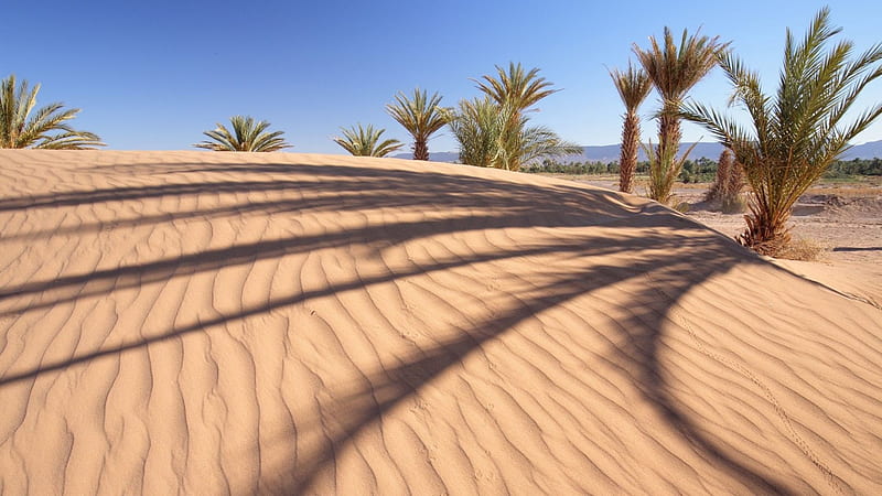 desert palms r, desert, dunes, shadows, r, palms, HD wallpaper