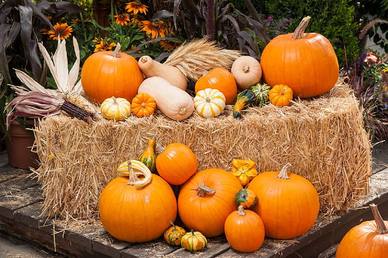 Fall Harvest Fall Harvest Nature Pumpkins Hd Wallpaper Peakpx