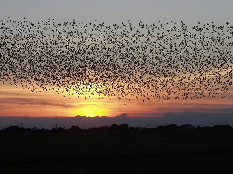 Bird Migration, birds, sunset, sky, flock, HD wallpaper