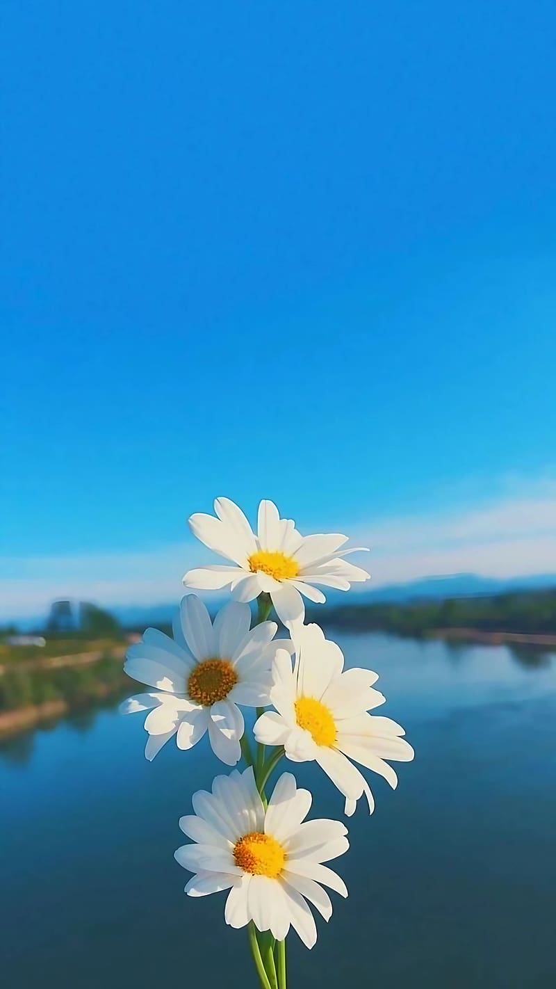 Natural Beauty, Common daisy, nature, HD phone wallpaper