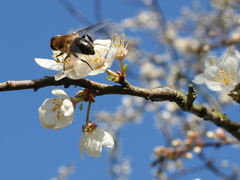 Bee on Flower branch, flower, bee, flower brunch, HD wallpaper