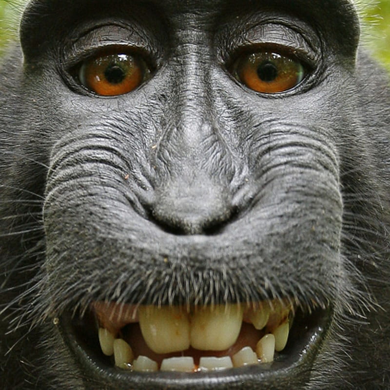  Mono selfie, cara, Fondo de pantalla de teléfono HD