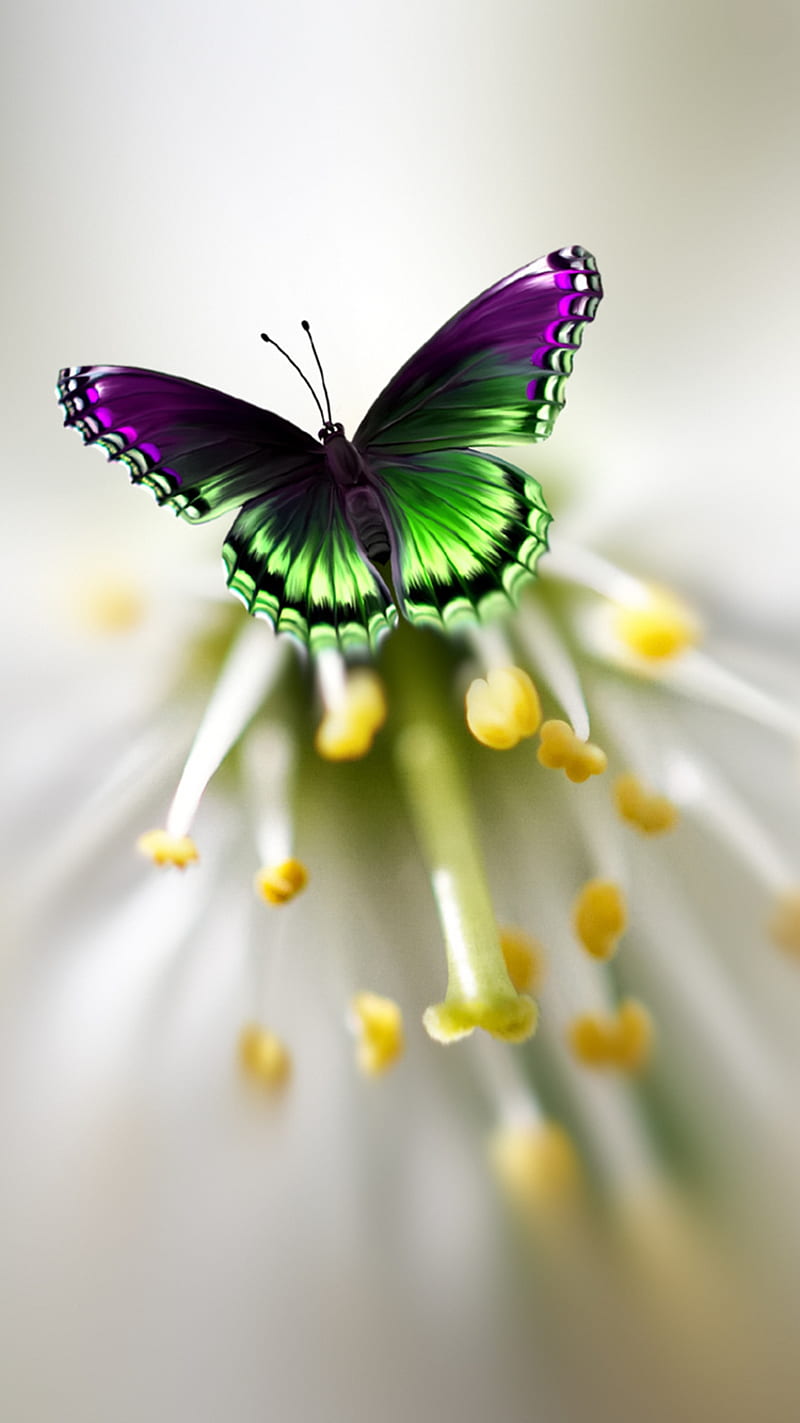 butterfly, flower, micro, HD phone wallpaper