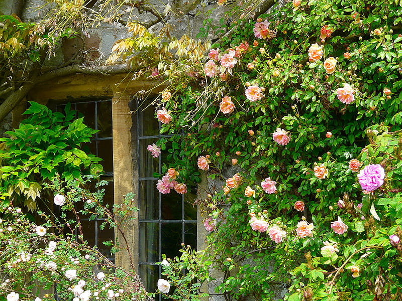 beautiful window, window, stone huse, bonito, roses, facade, HD wallpaper
