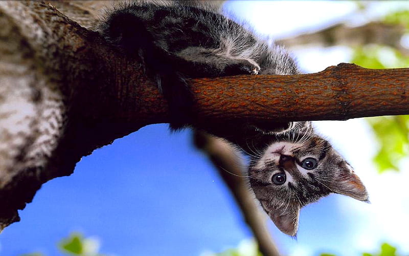 I SEE UPSIDE DOWN!, tree, kitty, upside dpown, cat, looking, branch, HD wallpaper