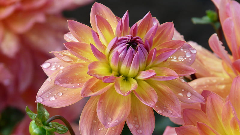 Flor amarilla violeta clara con gotas de agua flores, Fondo de pantalla HD  | Peakpx