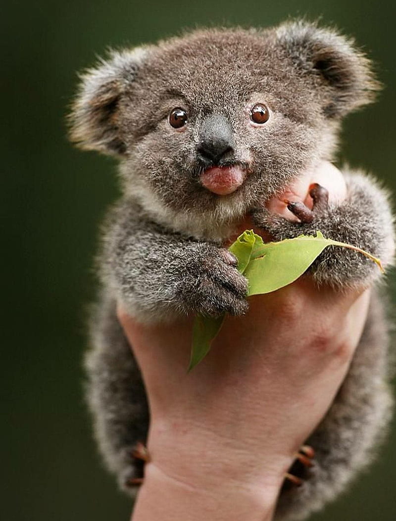 Baby koalas, koalas, bears, HD phone wallpaper | Peakpx