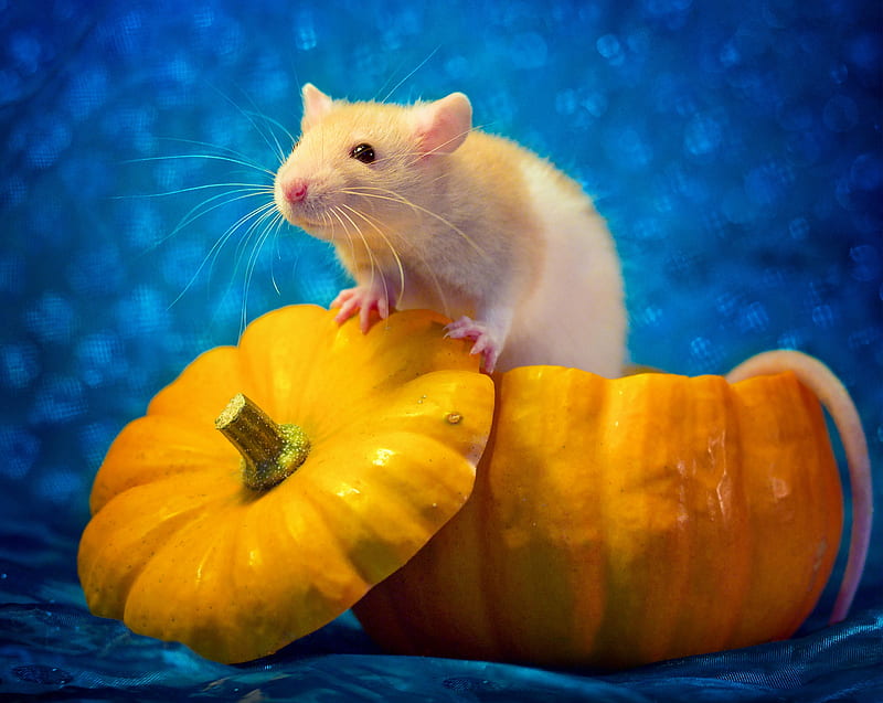 :), rat, cinderella, blue, diane ozdamar, orange, halloween, animal, cute, pumpkin, mouse, rodent, HD wallpaper
