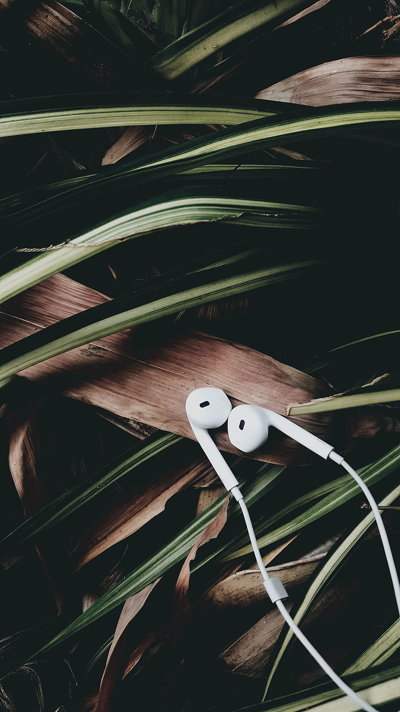 headphones, music, audio, leaves, HD phone wallpaper