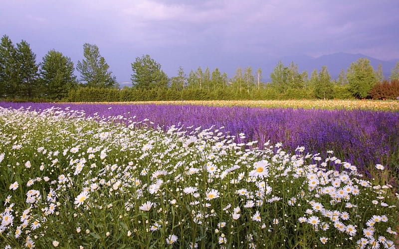 A FIELD OF FAVOURITES, lavender, trees, daisies, purple, wildflowers, flowers, horizons, white, plantations, HD wallpaper