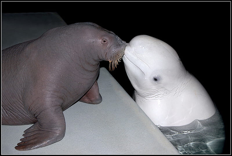 THE KISS, walrus, beluga whale, animal, friends, HD wallpaper