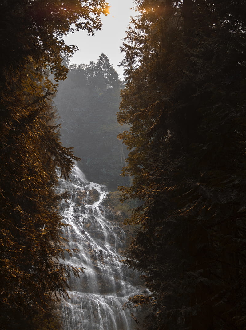 waterfall, flow, fog, branches, trees, HD phone wallpaper