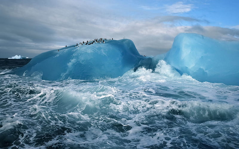 South Sandwich Islands penguins-MAC OS X Mountain Lion, HD wallpaper