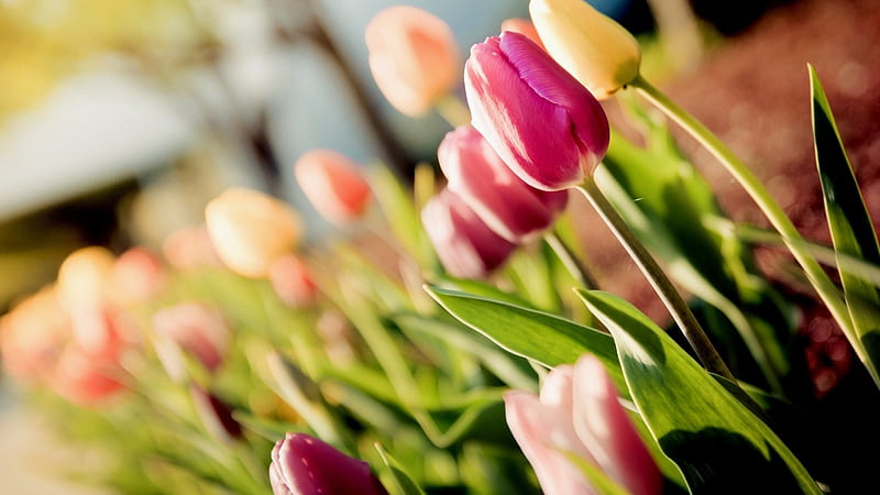 spring tulips-plants, HD wallpaper