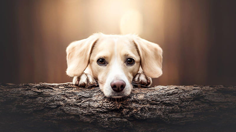 Brown White Dog Is Putting Head On Tree Trunk In Blur Bokeh Background Dog, HD wallpaper
