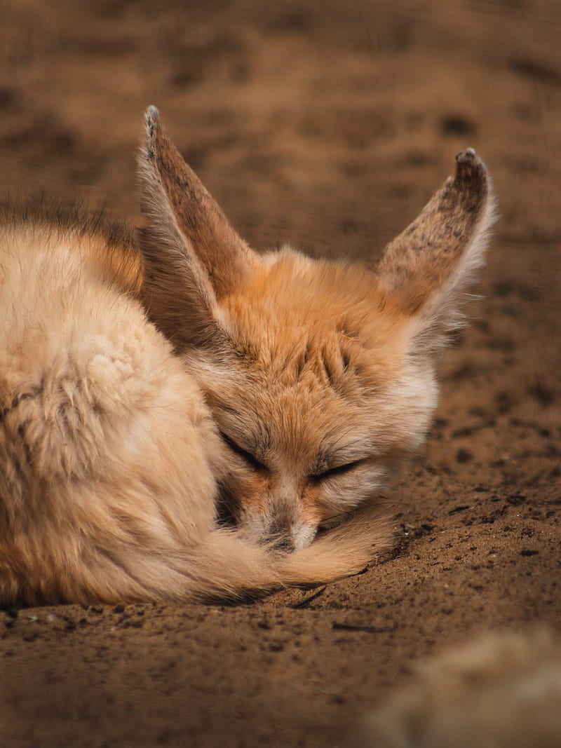 fennec fox, fox, cute, animal, sleep, HD phone wallpaper