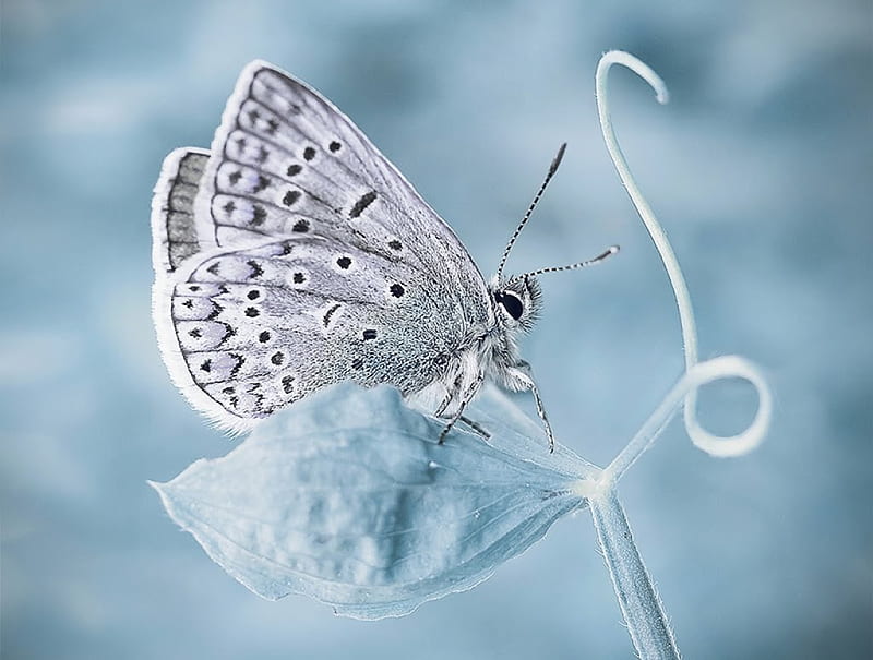 Cold inside, wings, gray, winter, cold, leaf, butterfly, snow, ice, animals, blue, HD wallpaper