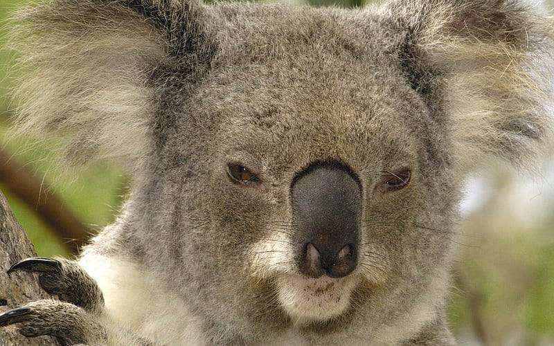 Brisbane Australia - koala, HD wallpaper